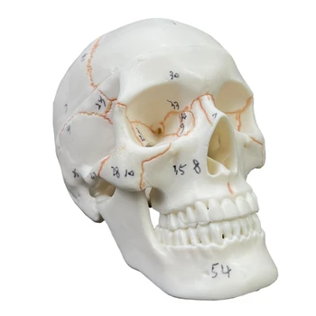 Žmogaus Galvos Kaukolės Anatomijos Modelis Medicinos Studentas, Žmogaus Anatomijos Studijų Kurso